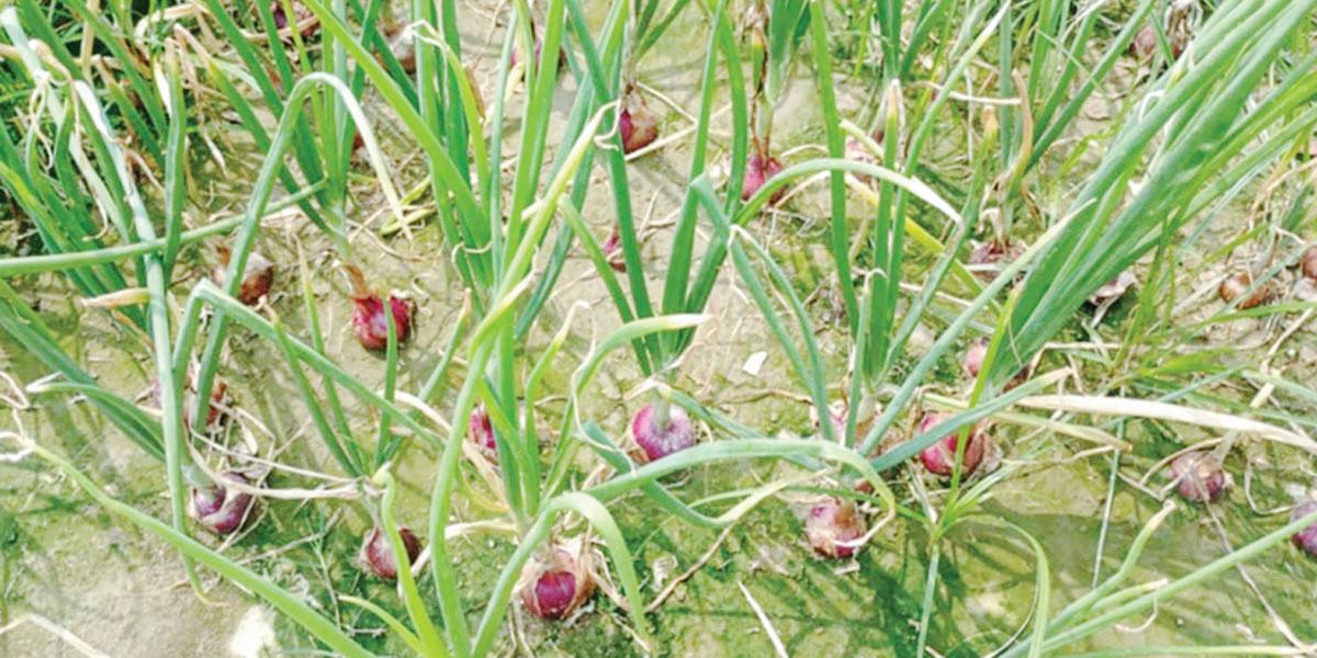 ঈশ্বরদীতে পেঁয়াজ আবাদ বাড়ছে