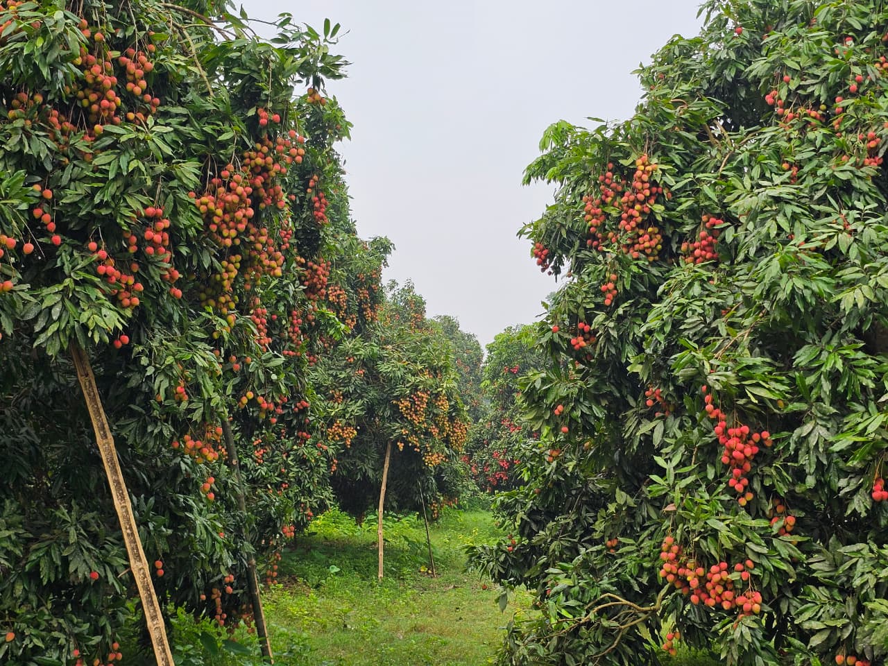 লিচু উৎসবের আমেজ ঈশ্বরদীর ঘরে ঘরে